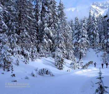Cross Country Skiing,  Kananaskis Country, Alberta, Canada