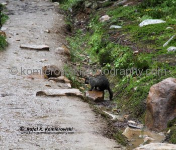 Hoary Marmot seen on the Cavell Meadows Trail