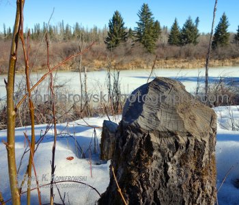 Glenmore Park, Calgary March 12, 2015