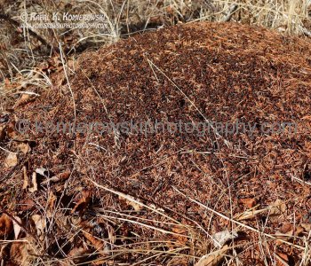 ANT NEST! Last day of winter, March 19, 2015 . Priddis Greens Golf and Country Club,