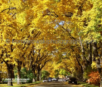 Calgary Under a Golden Autumn, Sunnyside