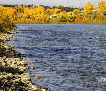 Calgary Under a Golden Autumn, Downtown West End and Bow River