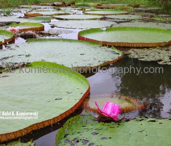 Boca da  Valeria, (Amazon River) Brazil ,  Part 4