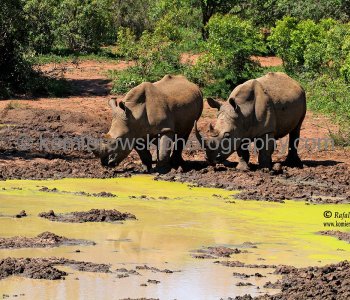 Safari at Hluhluwe - iMfolozi Park, South Africa