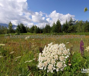 Wildflowers, Plants and Forest in the West Kootenays, BC, Canada