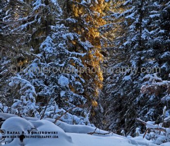 Sibbald Flats.....Kananaskis Country takes its name from an expedition that Captain John Palliser led through the area between 1857 and 1860