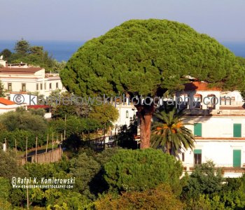 Sorrento -is known for  variety of famous pine trees