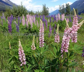 Lupines and Wildflowers of West Kootenays, BC, Canada