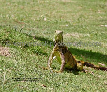 Iguanas run wild all over the island