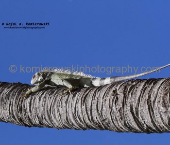 Iguana,  Aruba