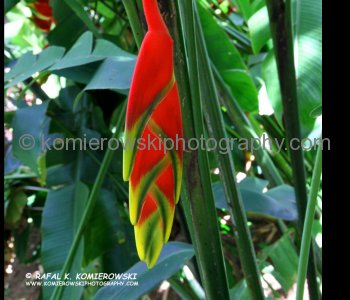 Grenada has a very rich variety of flowers and flowering trees...