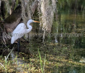 Florida, USA