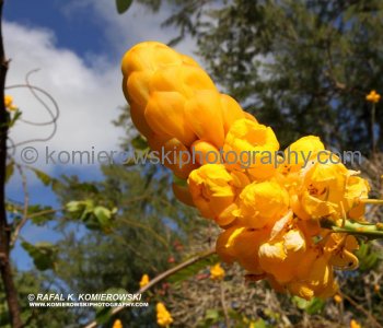 .... a great variety of tropical flowers, trees can be seen on undulating countryside.....