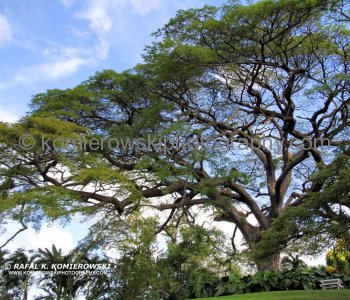 Romney Manor Tree, Caribelle Batik, a former sugar plantation with some of the most beautiful garden on St. Kitts island....