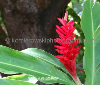 Caribelle Batik, a former sugar plantation with some of the most beautiful garden on St. Kitts island....