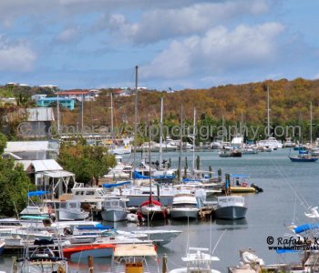 Mangrove Lagoon,  St. Thomas, US Virgin Islands