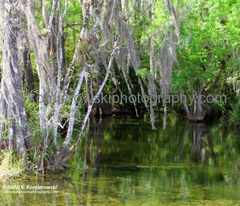Big Cypress Gallery a.k.a. Clyde Butchers Swamp Cottage, Florida