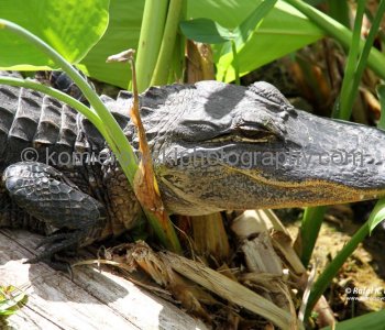 Big Cypress Gallery a.k.a. Clyde Butchers Swamp Cottage, Florida