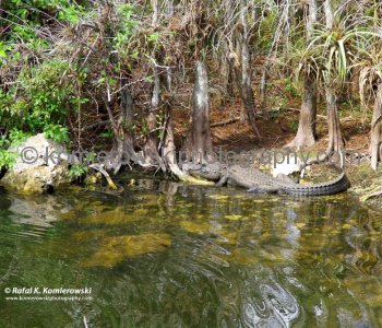 Big Cypress Gallery a.k.a. Clyde Butchers Swamp Cottage, Florida