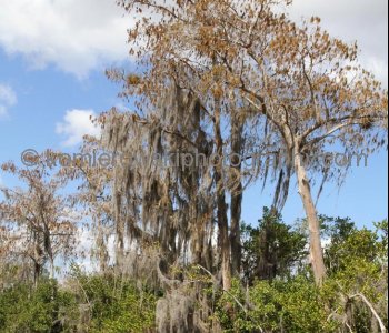 Big Cypress Gallery a.k.a. Clyde Butchers Swamp Cottage, Florida