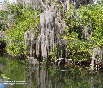 Big Cypress Gallery a.k.a. Clyde Butchers Swamp Cottage, Florida