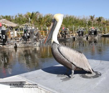 Pelican having free ride on airboat, Mangroves, Everglades, Florida,