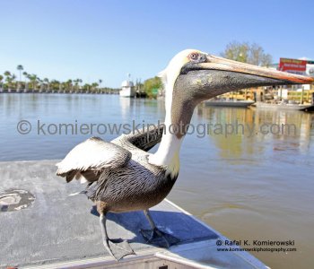 Pelican having free ride on airboat, Mangroves, Everglades, Florida,