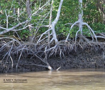 Mangroves Forest, Everglades, Florida,