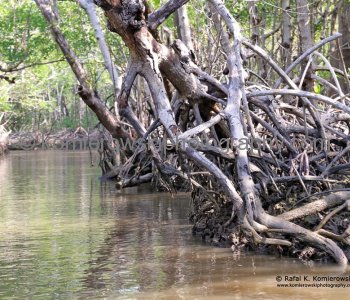 Brackish water is necessary for a healthy mangrove forest ecosystem. Mangroves Forest, Everglades, Florida,