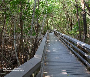 Everglades National Park near Flamingo area