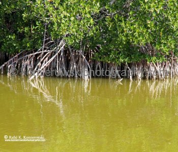 Everglades National Park near Flamingo area, mangrove forest