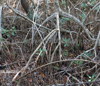 Everglades National Park near Flamingo area, mangrove forest