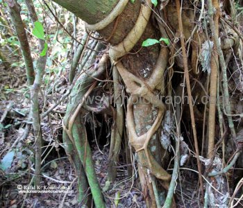 The shade of mangroves serve as shelter for the American coot, American crocodile, bald eagle, Peregrine falcon and the Eastern diamondback rattlesnake...