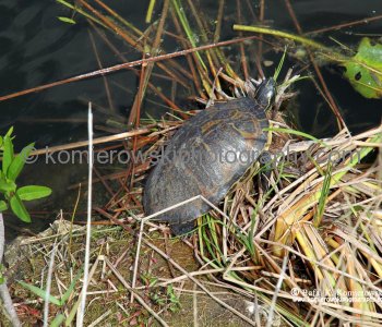 Everglades National Park, Long Pine Key area