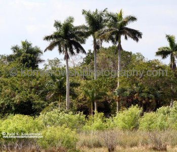 Everglades National Park, Long Pine Key area