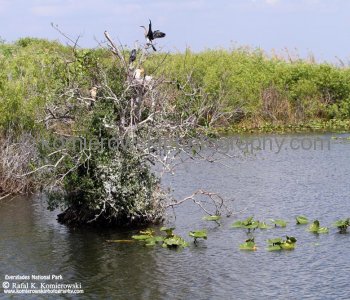 Everglades National Park, Long Pine Key area