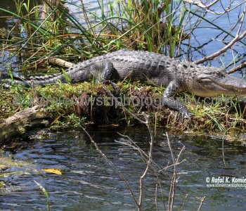 Everglades National Park, Long Pine Key area