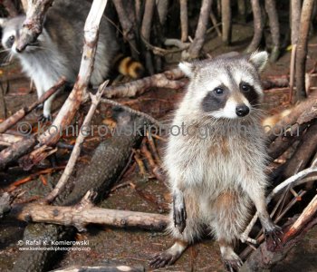 Mangrove Forest, Everglades, Florida,
