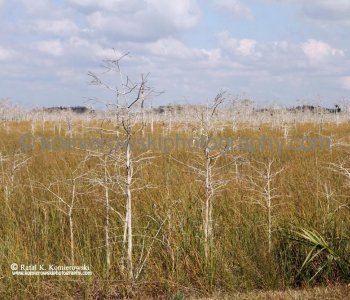 Everglades National Park, Florida