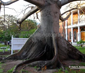 The Kapok Tree is another of Key Wests most photographed trees. It is a tropical tree, native to Mexico, Central America, the Caribbean, northern South America, and tropical west Africa.