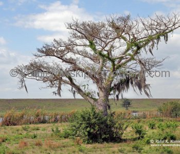 Spanish Moss and Tree... ..the dangling Spanish moss that drapes so many trees in the Lake Okeechobee area does not harm the trees