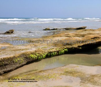 Coquina outcropping on the beach at Washington Oaks State Gardens, Flagler County, Florida
