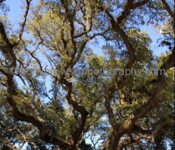 Beautiful trees in St. Augustine, Florida