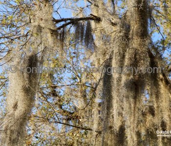 Beautiful example of the Spanish Moss, Old City, St. Augustine, Florida