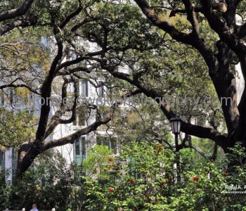 Historic Savannah...spectacular Garden City...