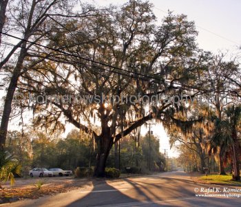 Majestic Live Oaks draped with Spanish Moss