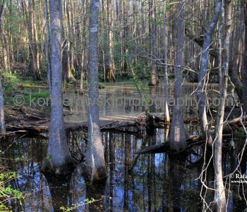 Dense vegetation and marshy terrain made the swamps a difficult place to cross...