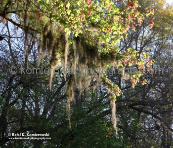 Beautiful Spanish Moss