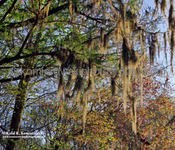 Beautiful Spanish Moss