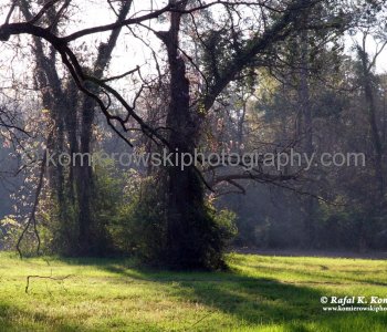 Beautiful Spanish Moss